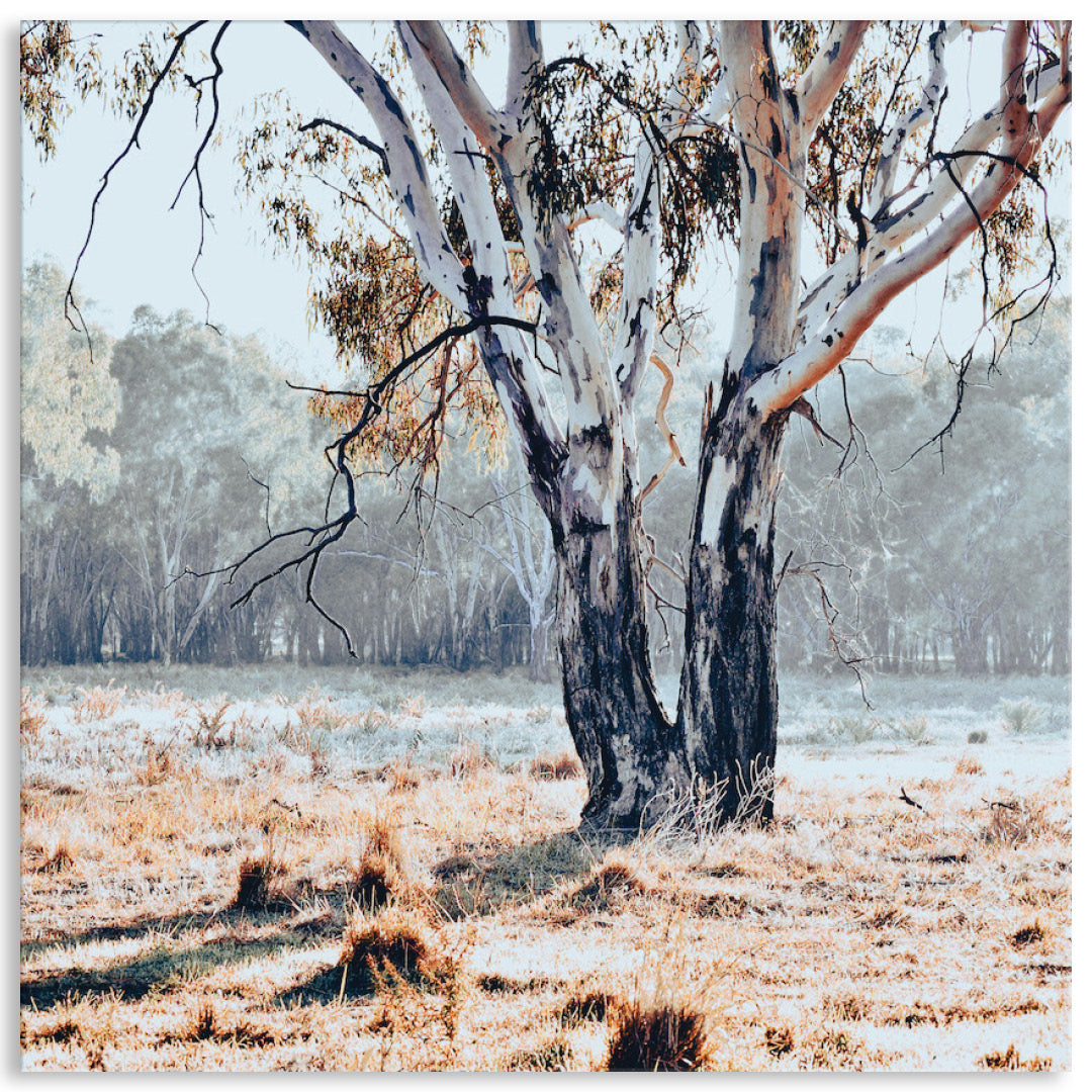 RIVER GUM II - Canvas Print