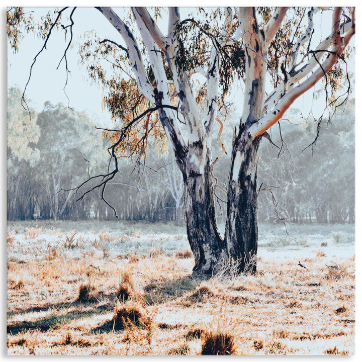 RIVER GUM II - Canvas Print