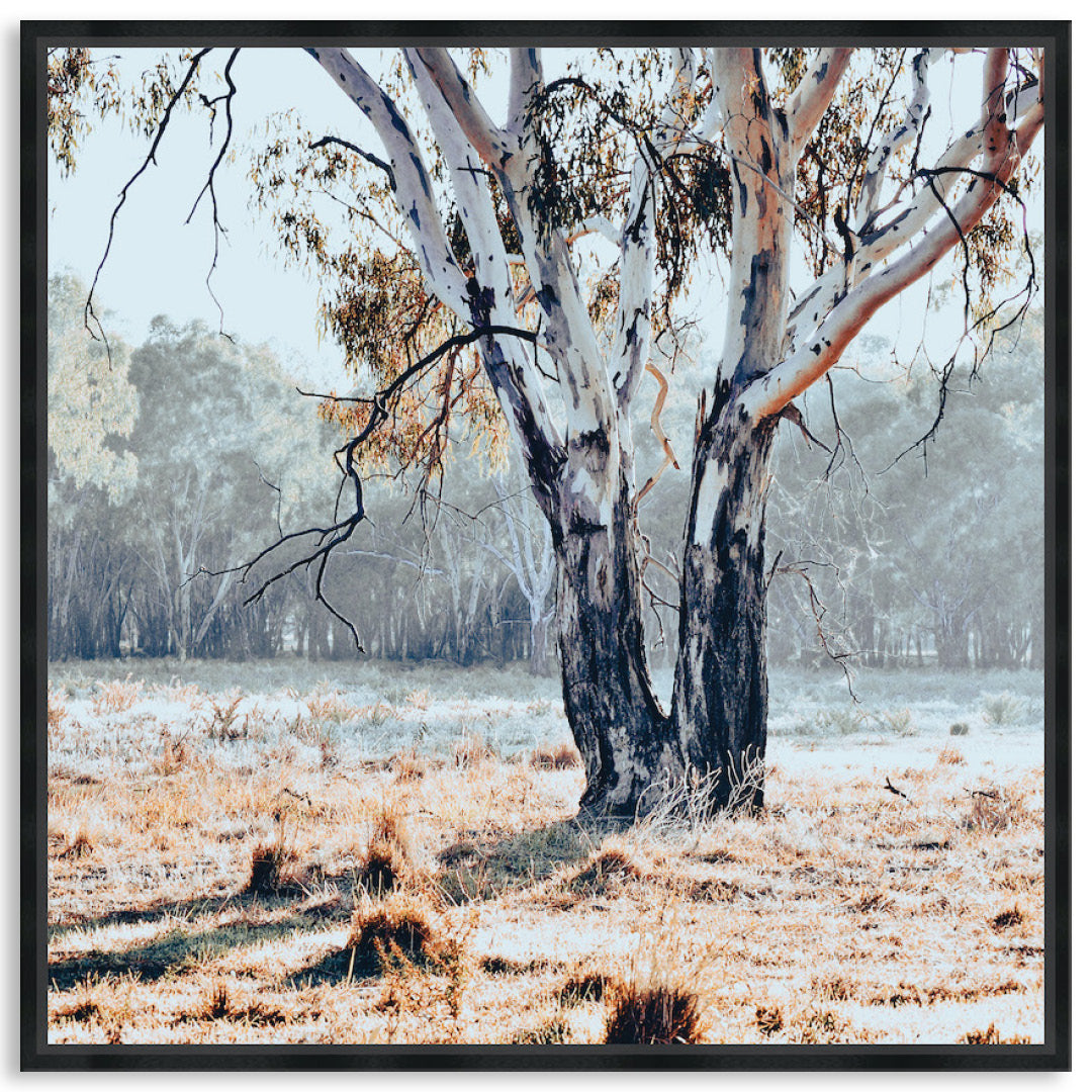 RIVER GUM II - Framed Canvas