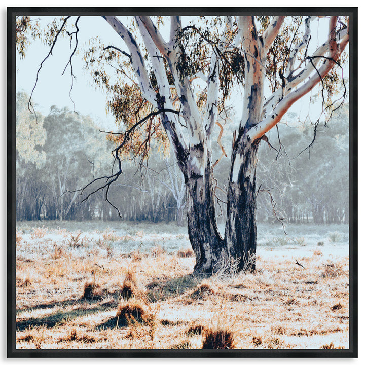 RIVER GUM II - Framed Canvas