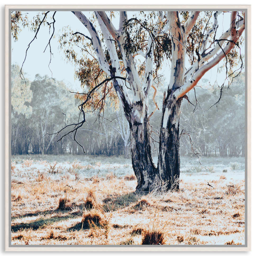 RIVER GUM II - Framed Canvas