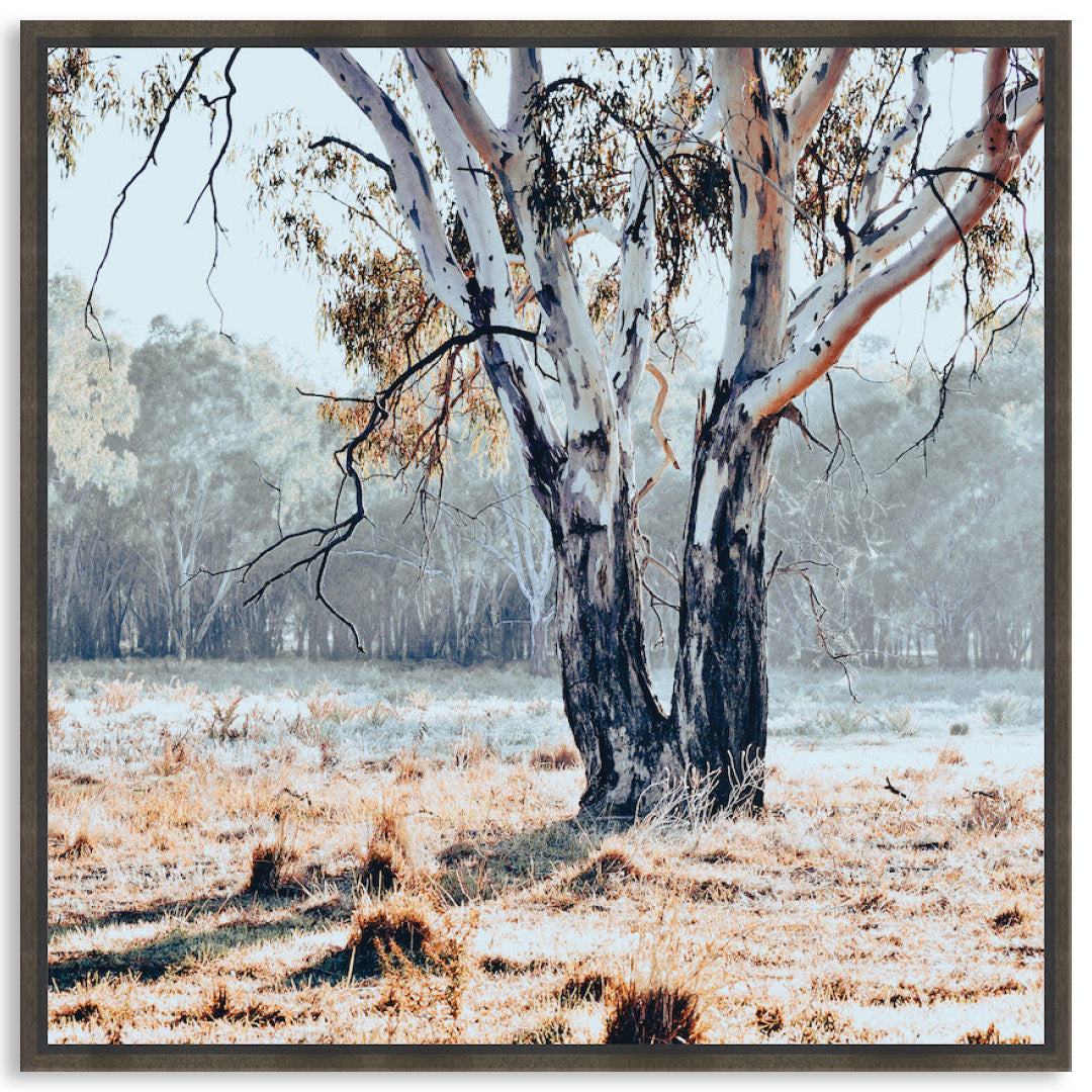 RIVER GUM II - Framed Canvas