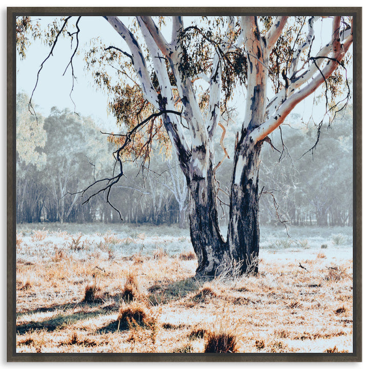 RIVER GUM II - Framed Canvas
