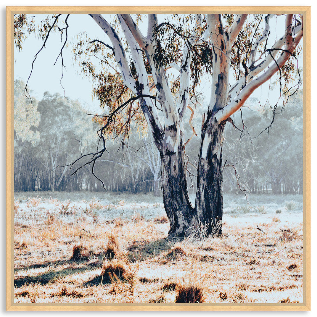 RIVER GUM II - Framed Canvas