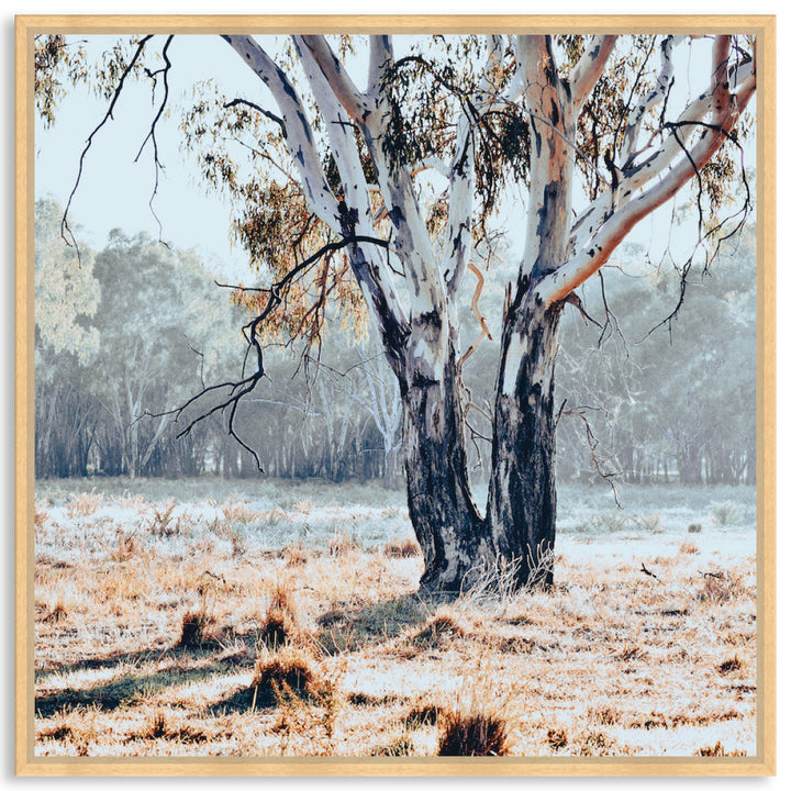 RIVER GUM II - Framed Canvas