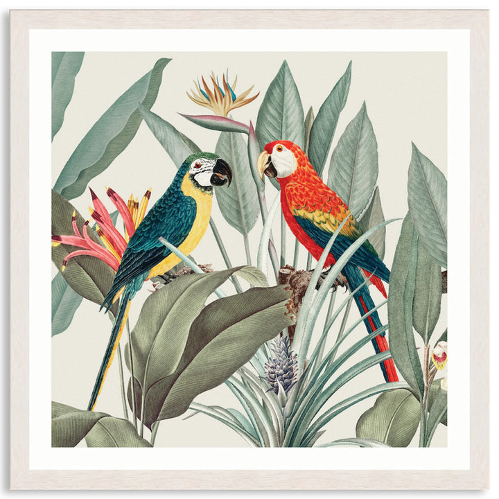 COLOURFUL MACAWS II - Framed Print