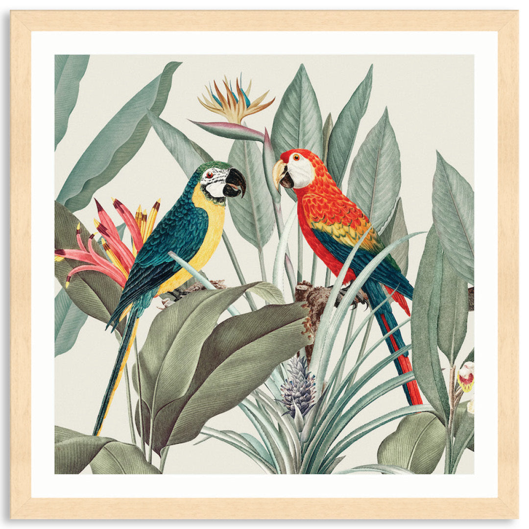 COLOURFUL MACAWS II - Framed Print
