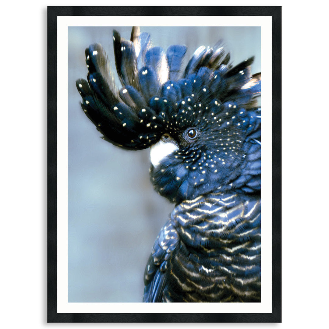 COCKATOO BLACK I - Framed Print
