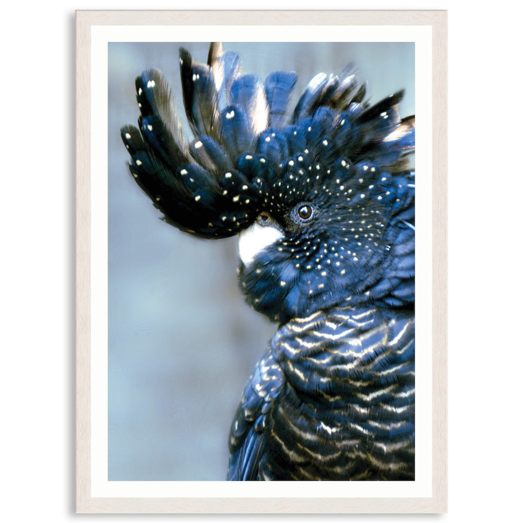COCKATOO BLACK I - Framed Print