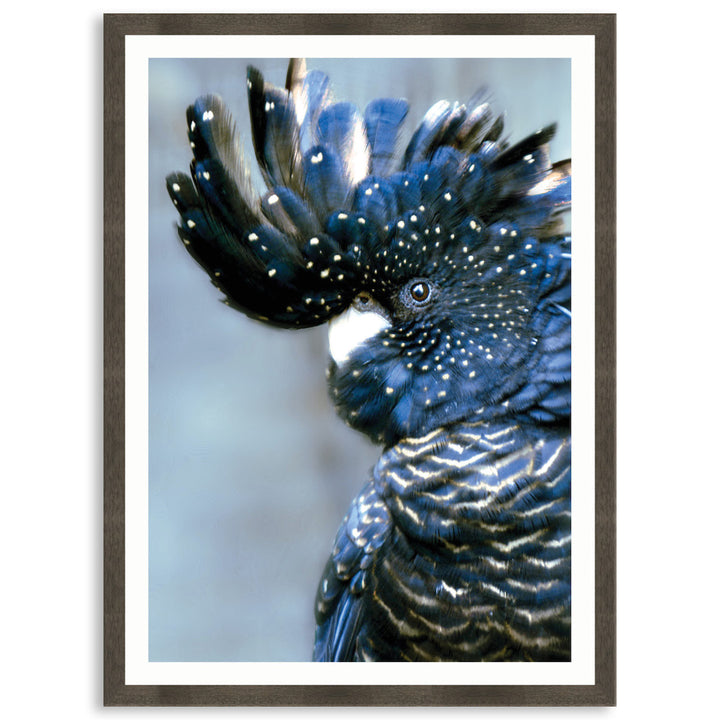 COCKATOO BLACK I - Framed Print