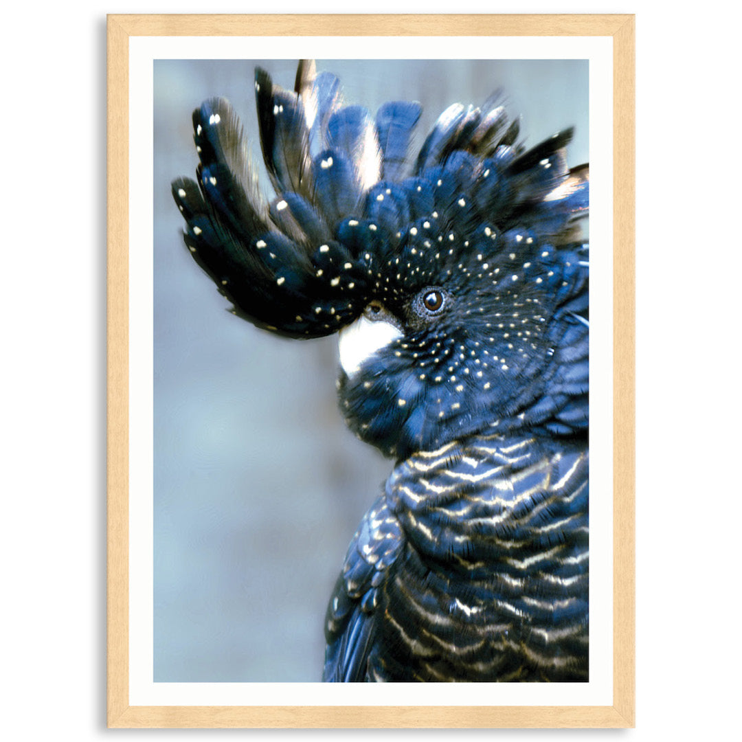 COCKATOO BLACK I - Framed Print