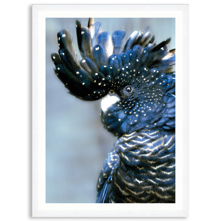 COCKATOO BLACK I - Framed Print