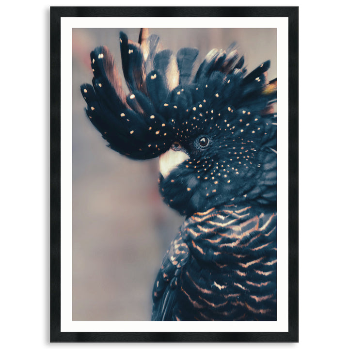 COCKATOO BLACK II - Framed Print
