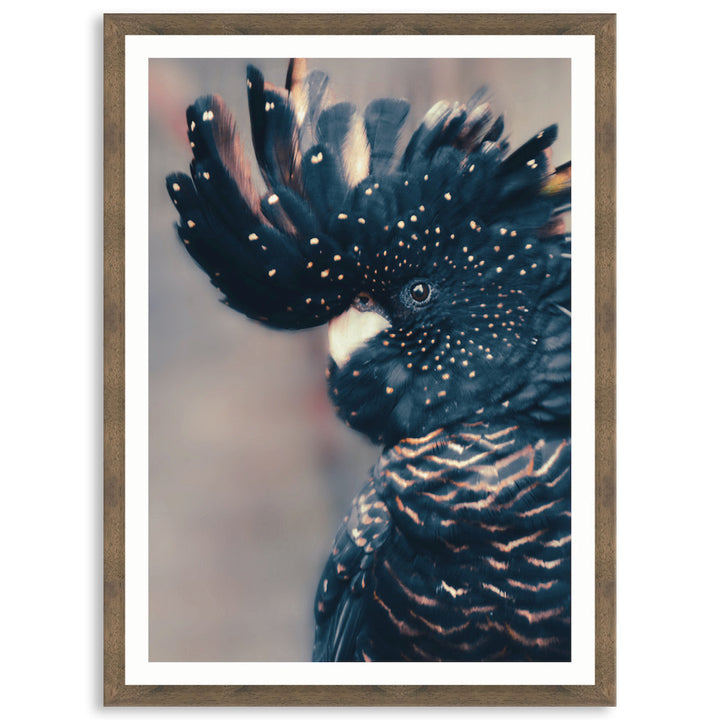 COCKATOO BLACK II - Framed Print