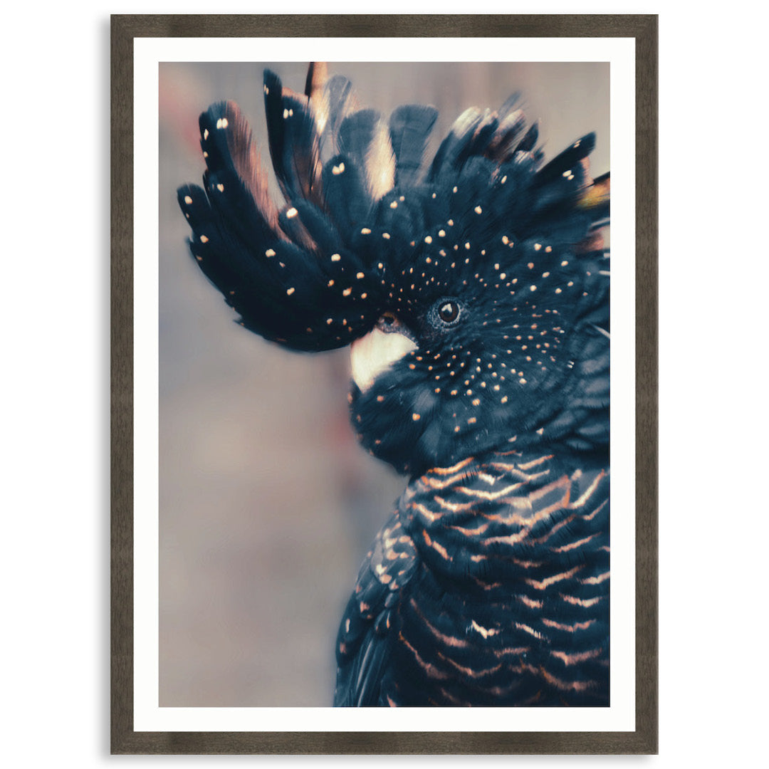 COCKATOO BLACK II - Framed Print