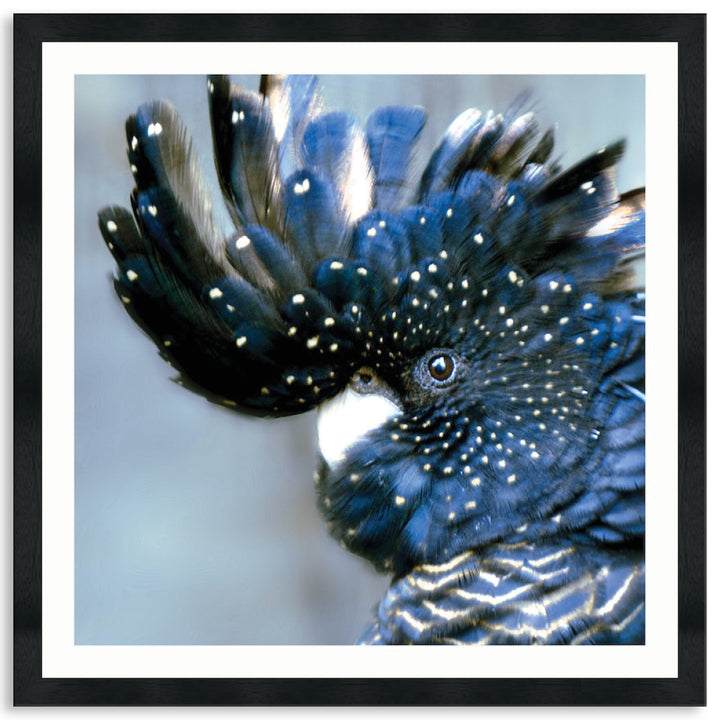 COCKATOO BLACK III - Framed Print