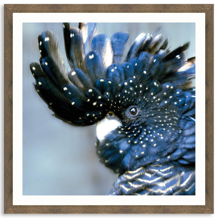 COCKATOO BLACK III - Framed Print