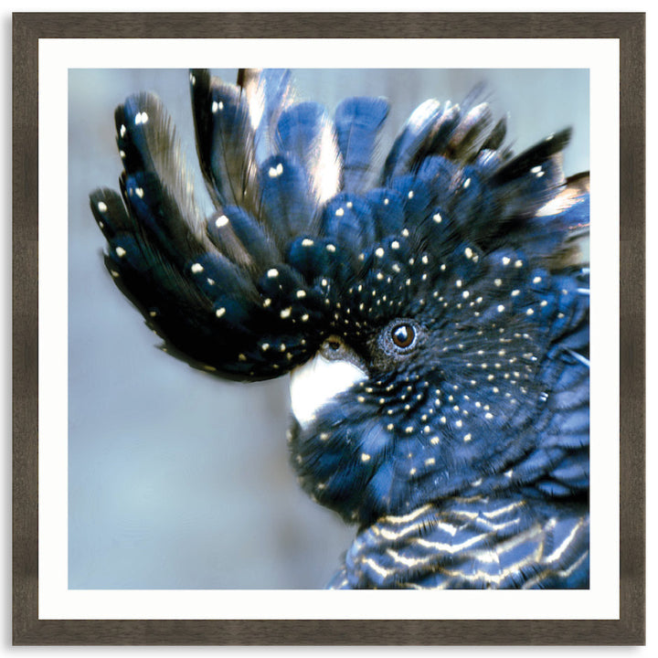 COCKATOO BLACK III - Framed Print