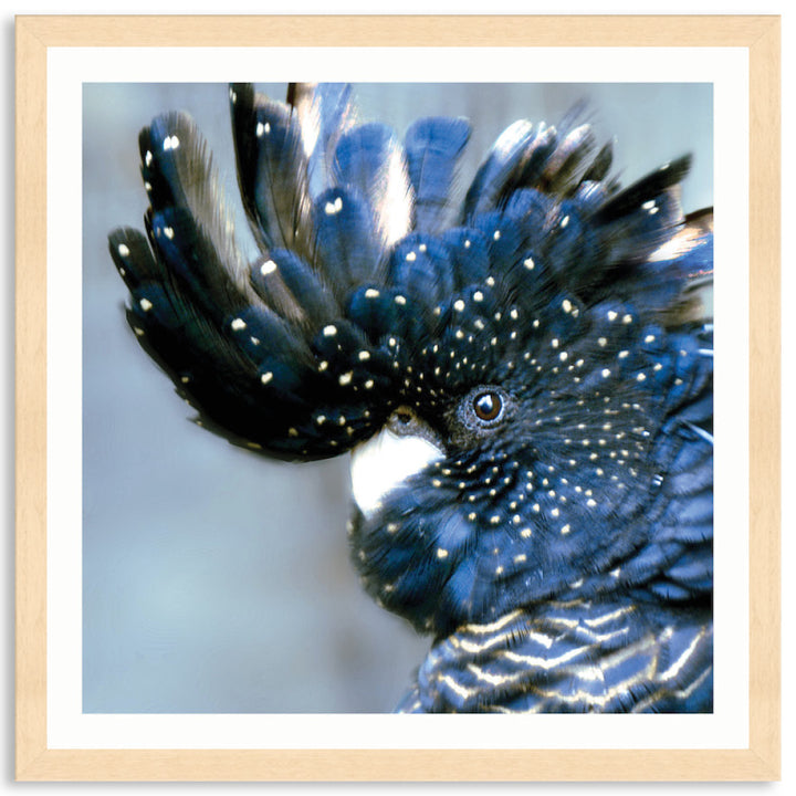 COCKATOO BLACK III - Framed Print