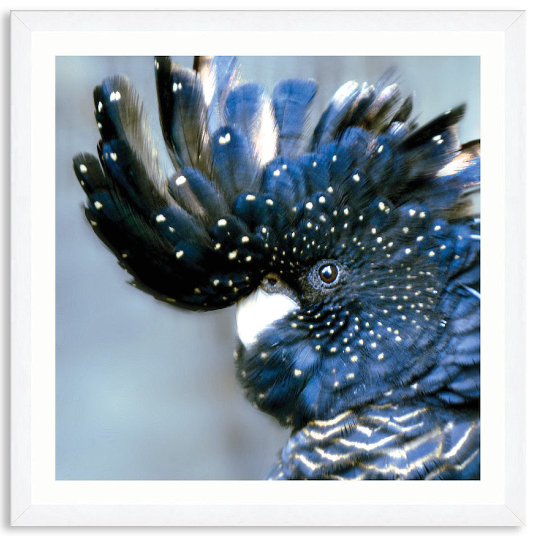 COCKATOO BLACK III - Framed Print