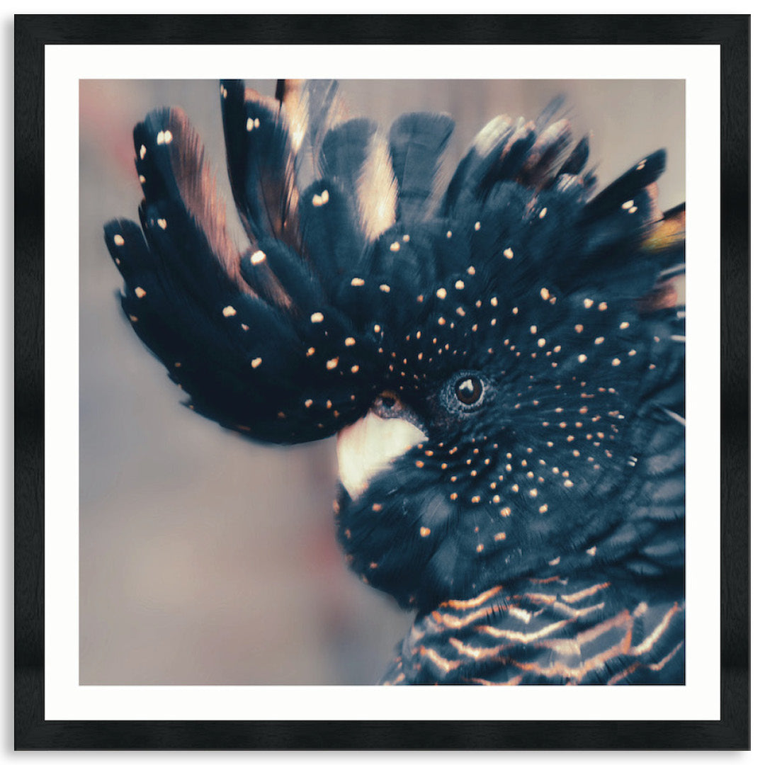COCKATOO BLACK IV - Framed Print