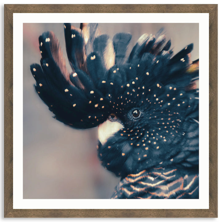 COCKATOO BLACK IV - Framed Print