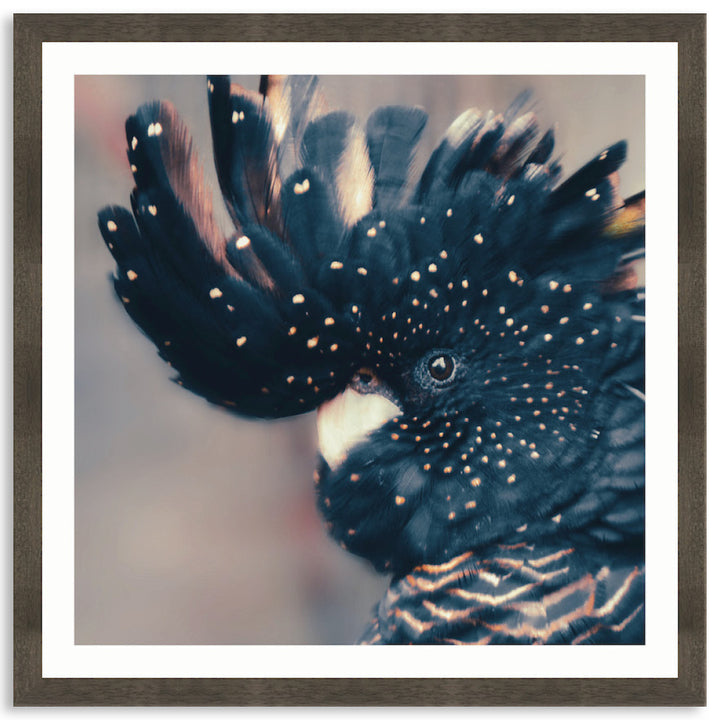 COCKATOO BLACK IV - Framed Print