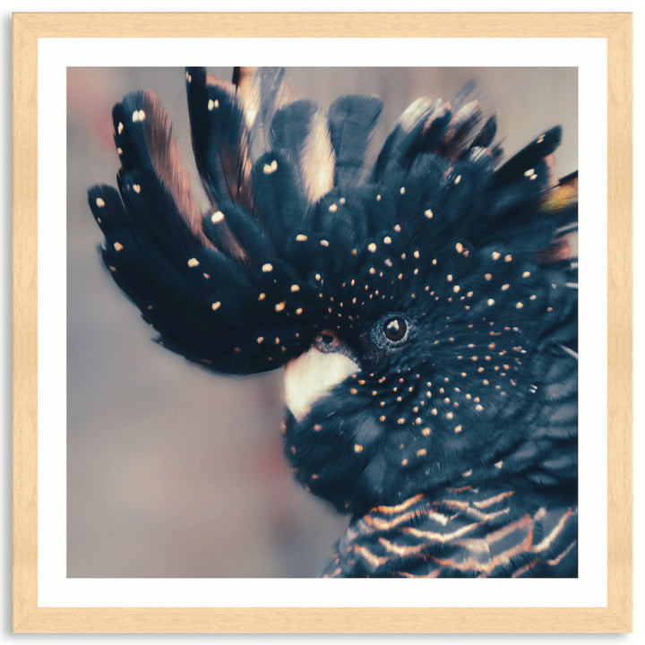 COCKATOO BLACK IV - Framed Print
