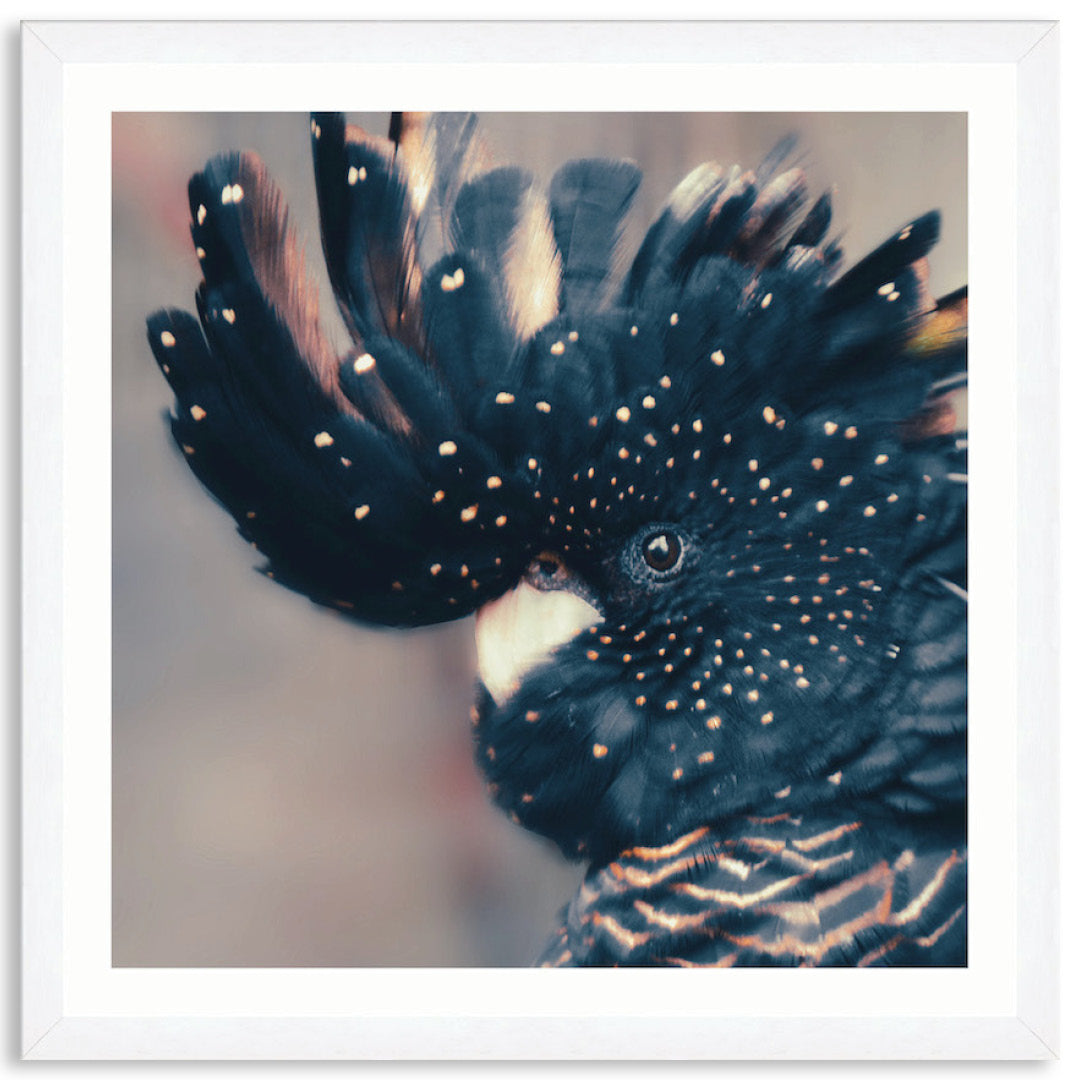 COCKATOO BLACK IV - Framed Print