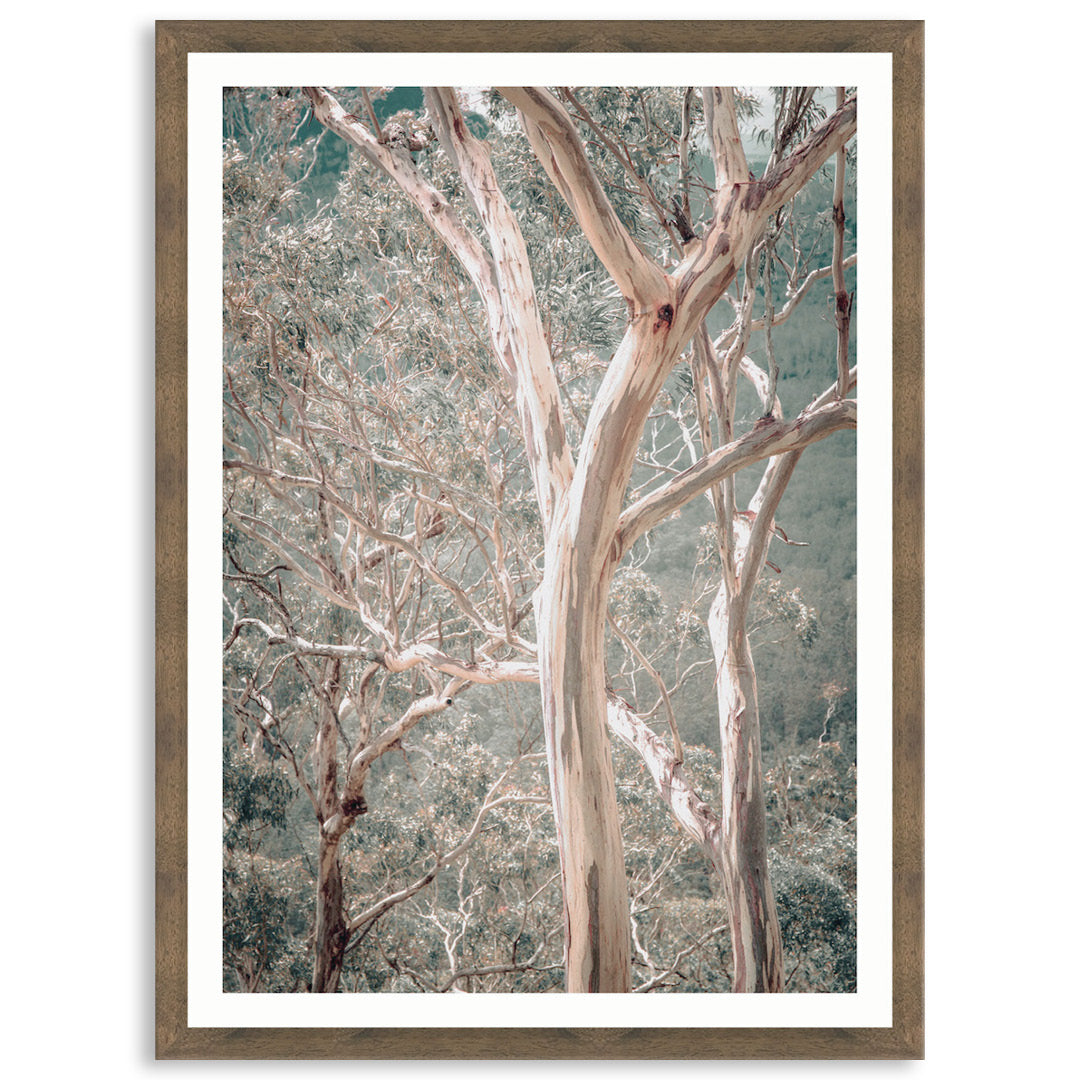 GUM TREES I - Framed Print