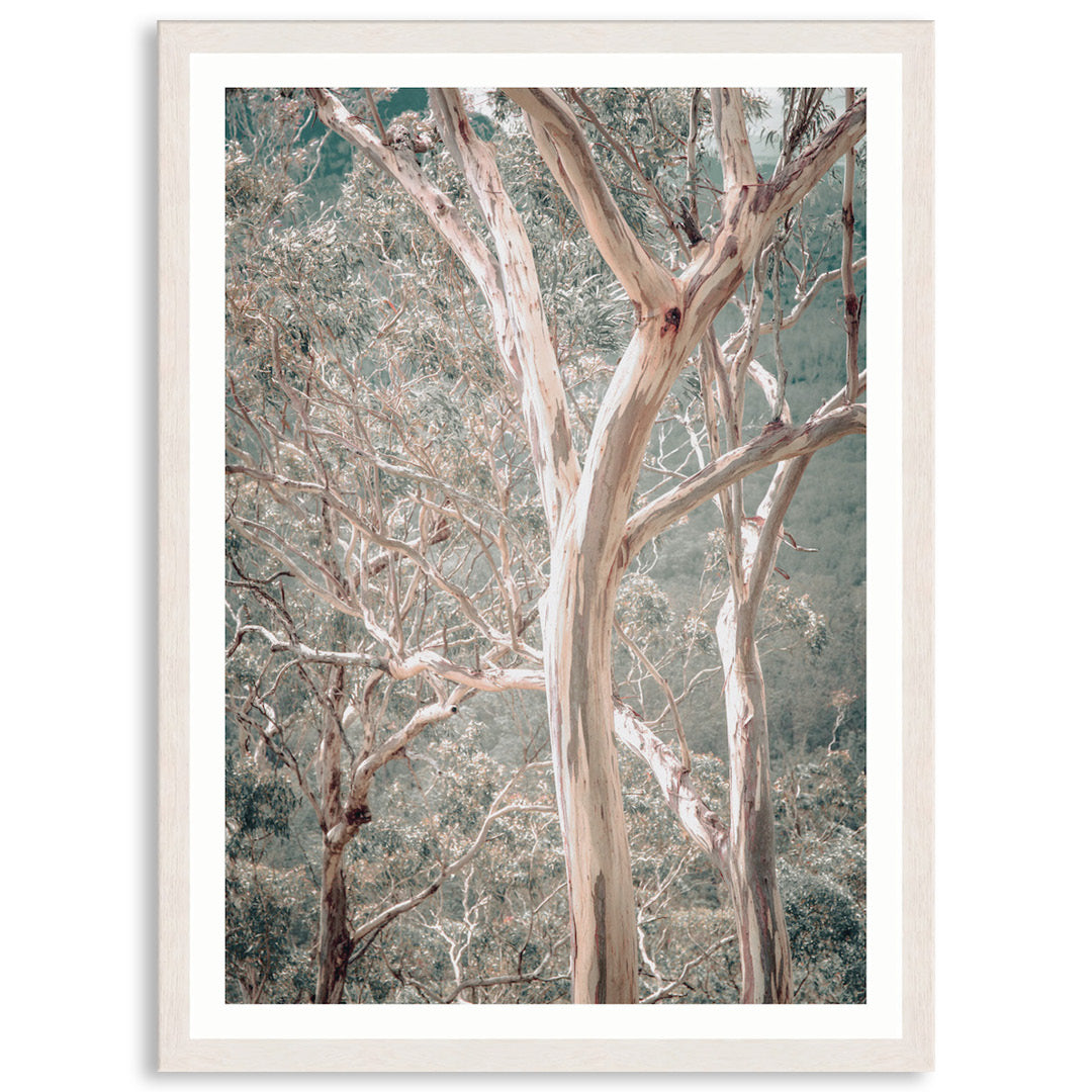 GUM TREES I - Framed Print