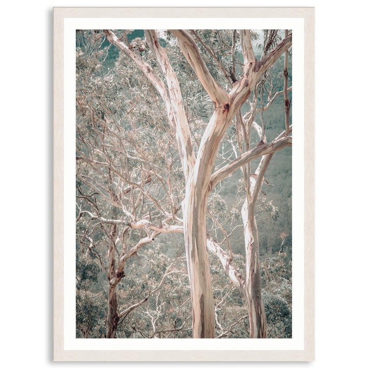 GUM TREES I - Framed Print