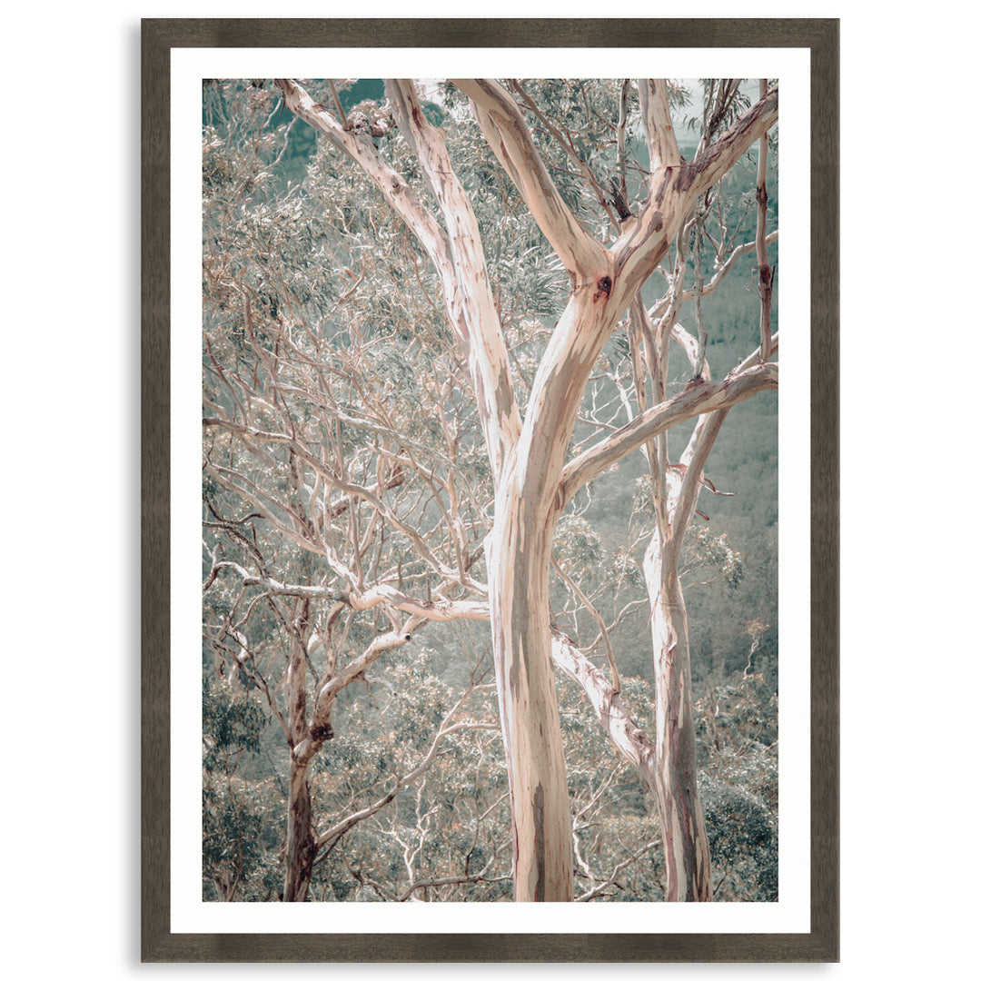 GUM TREES I - Framed Print