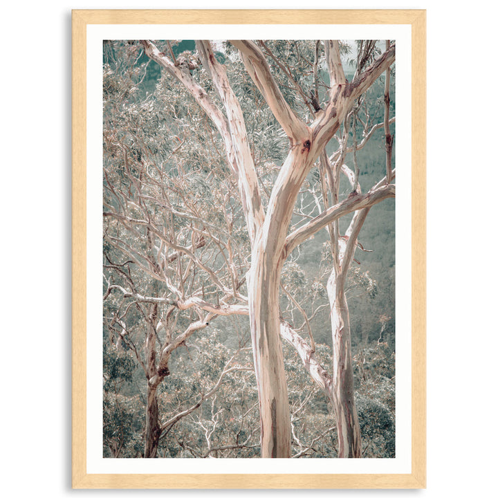 GUM TREES I - Framed Print