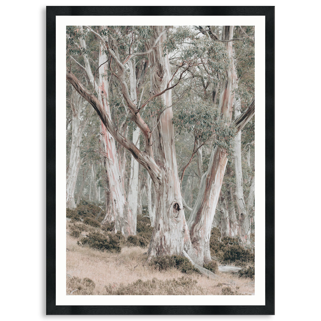 GUM TREES II - Framed Print