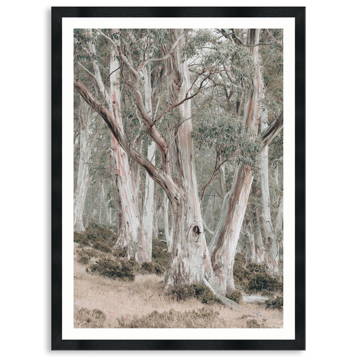 GUM TREES II - Framed Print