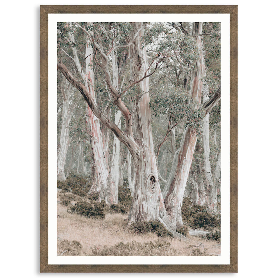 GUM TREES II - Framed Print