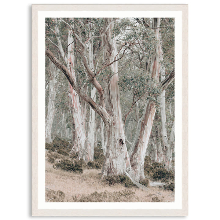GUM TREES II - Framed Print