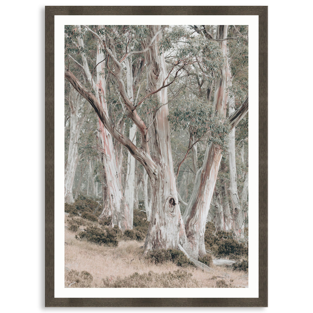 GUM TREES II - Framed Print