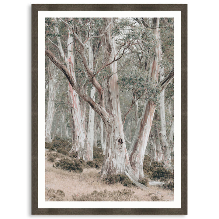 GUM TREES II - Framed Print