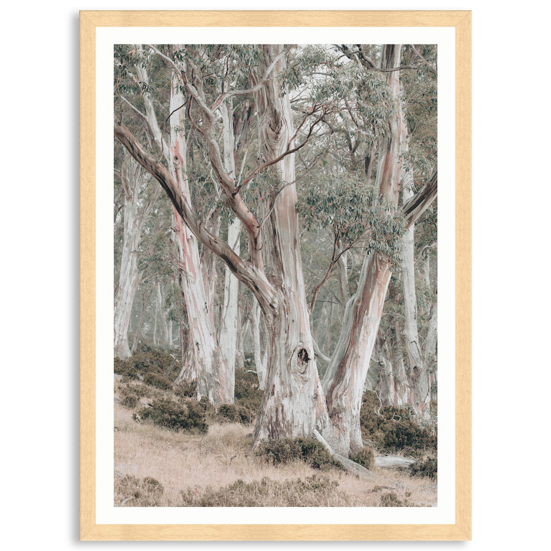 GUM TREES II - Framed Print