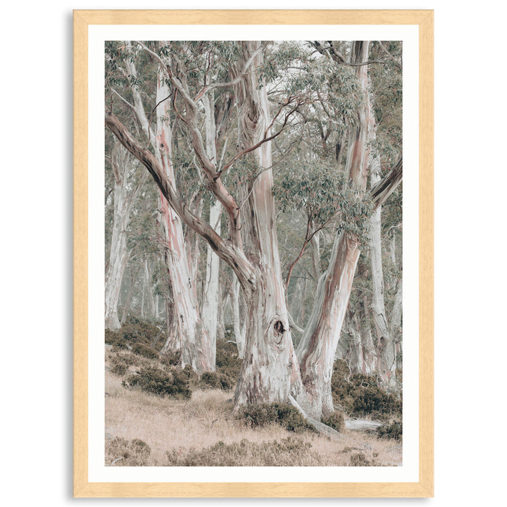 GUM TREES II - Framed Print