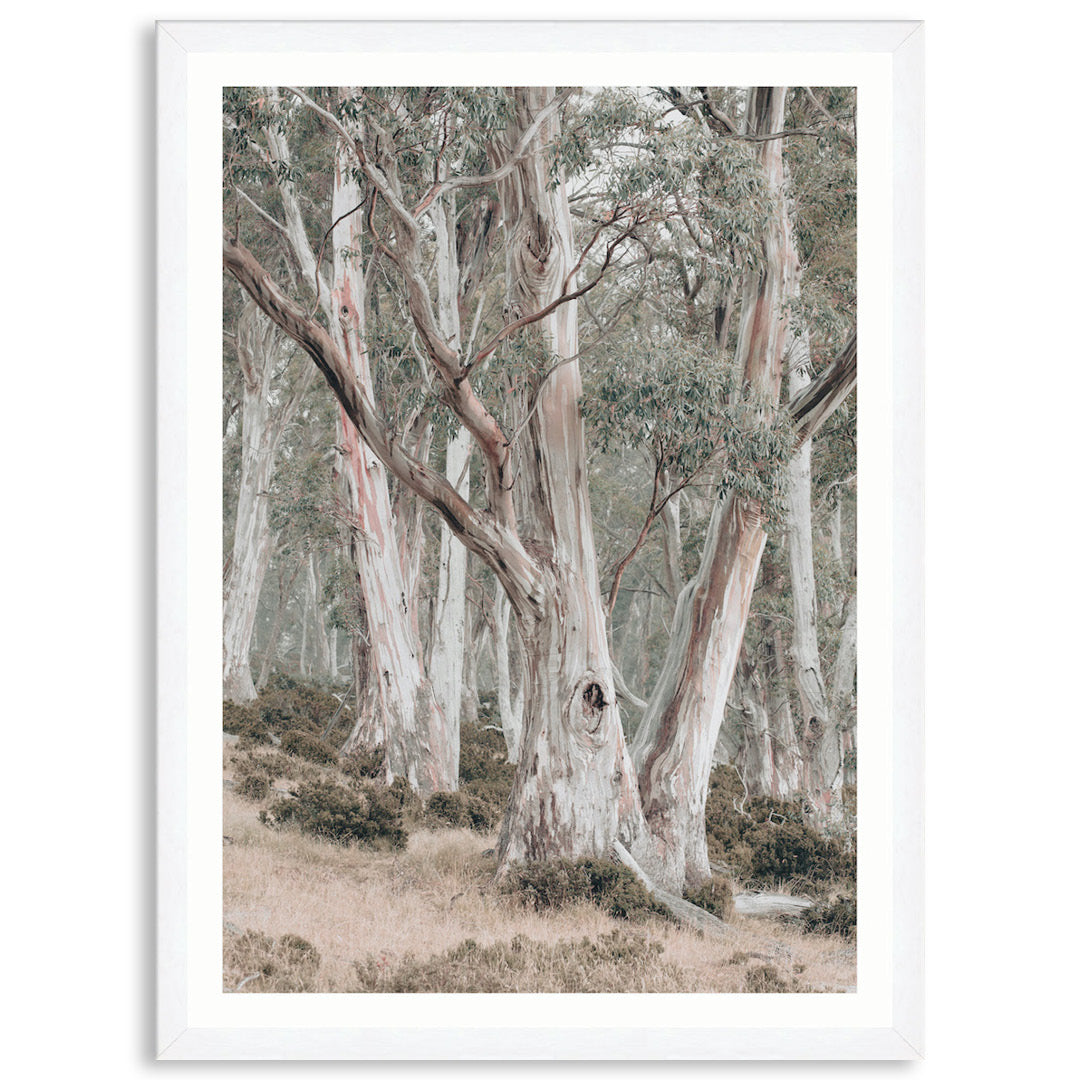 GUM TREES II - Framed Print