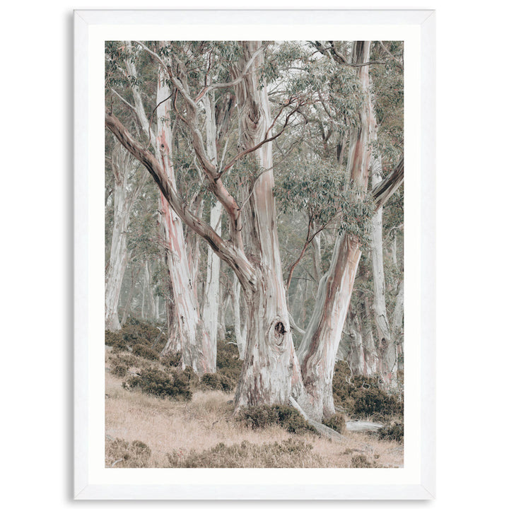 GUM TREES II - Framed Print