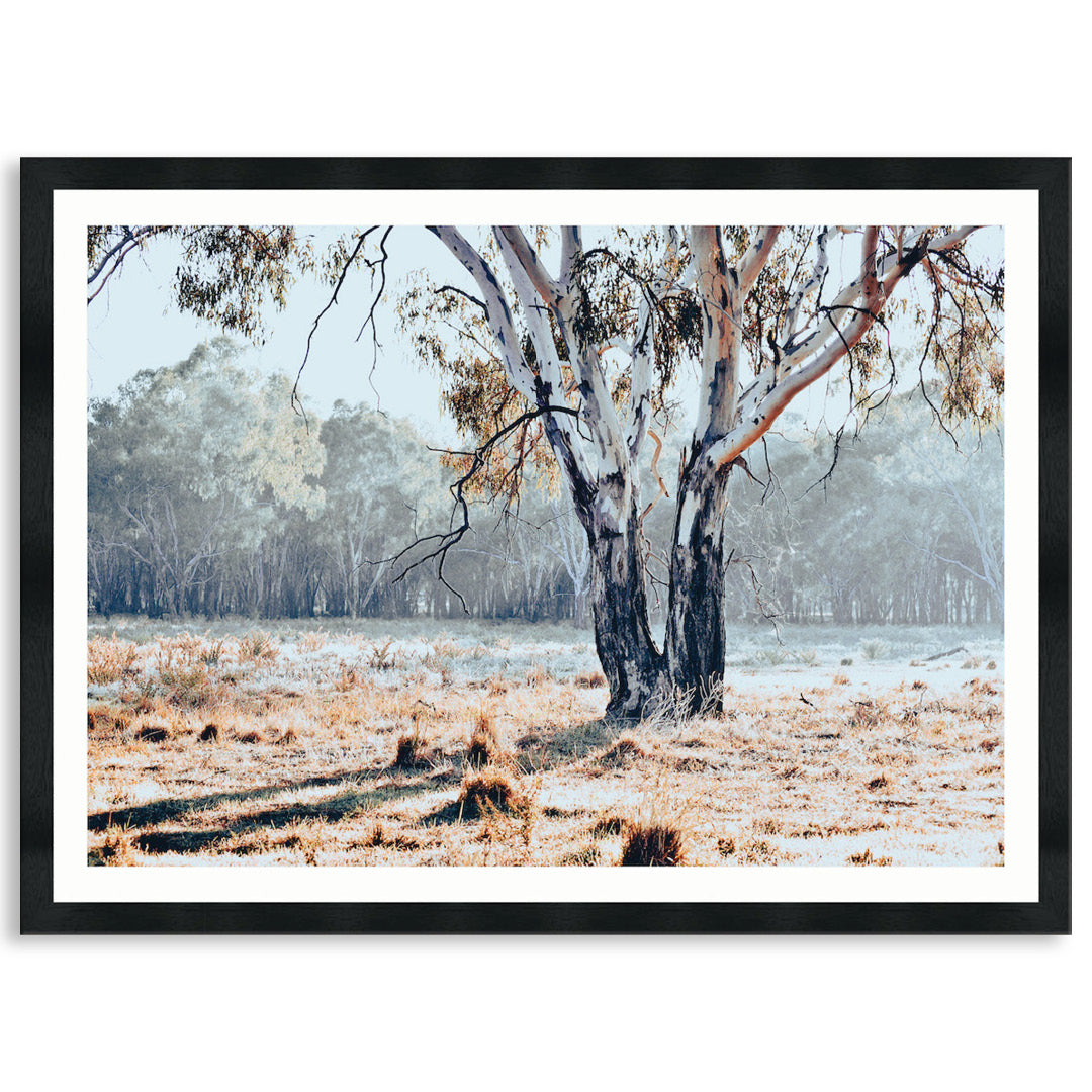 RIVER GUM I - Framed Print