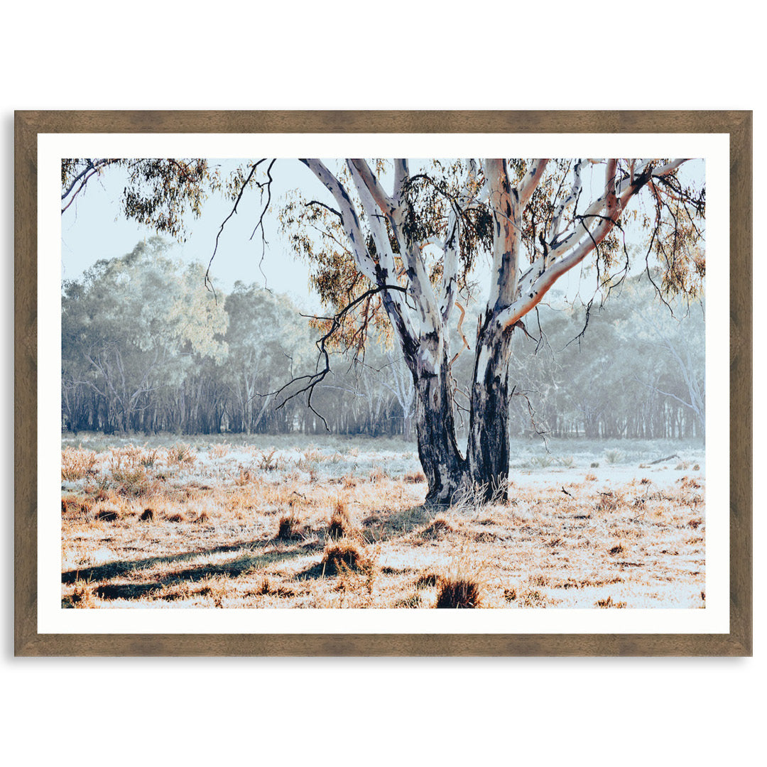 RIVER GUM I - Framed Print