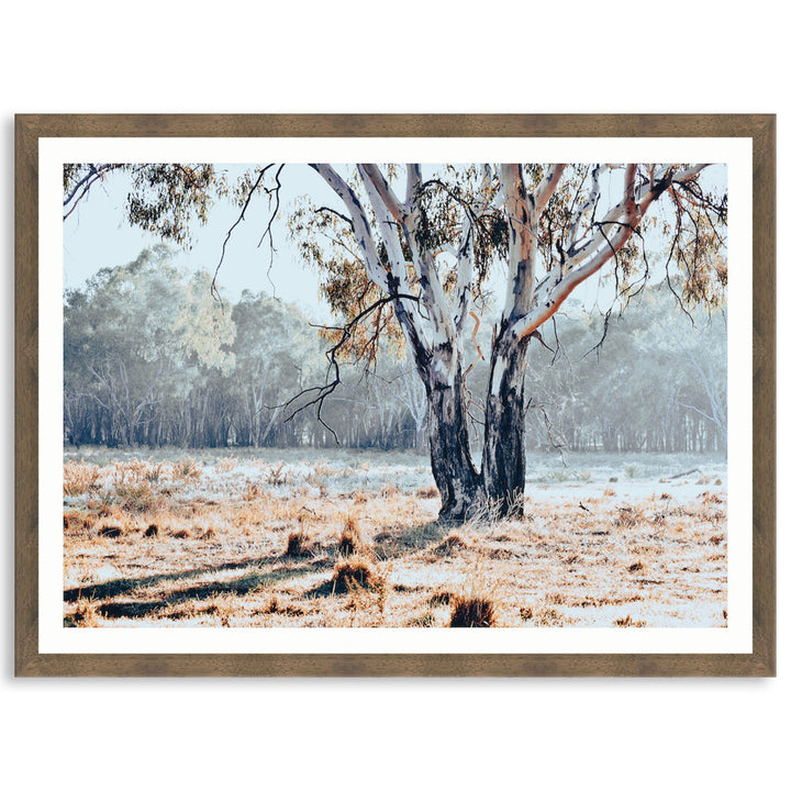 RIVER GUM I - Framed Print