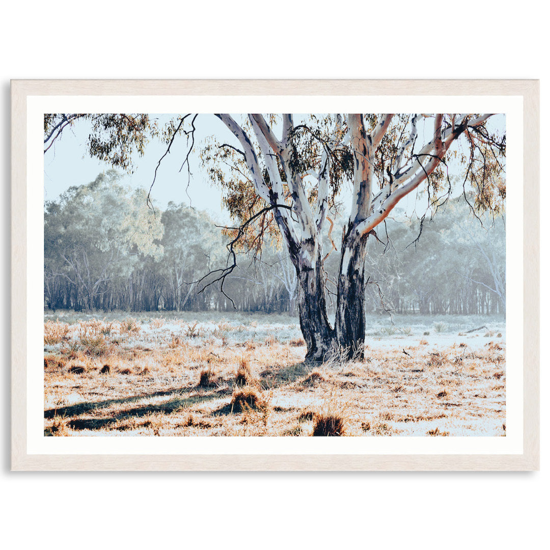 RIVER GUM I - Framed Print