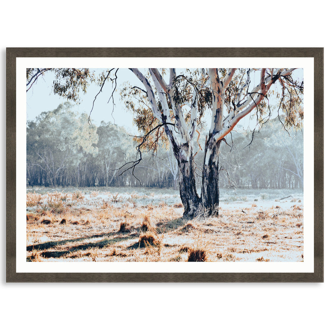 RIVER GUM I - Framed Print