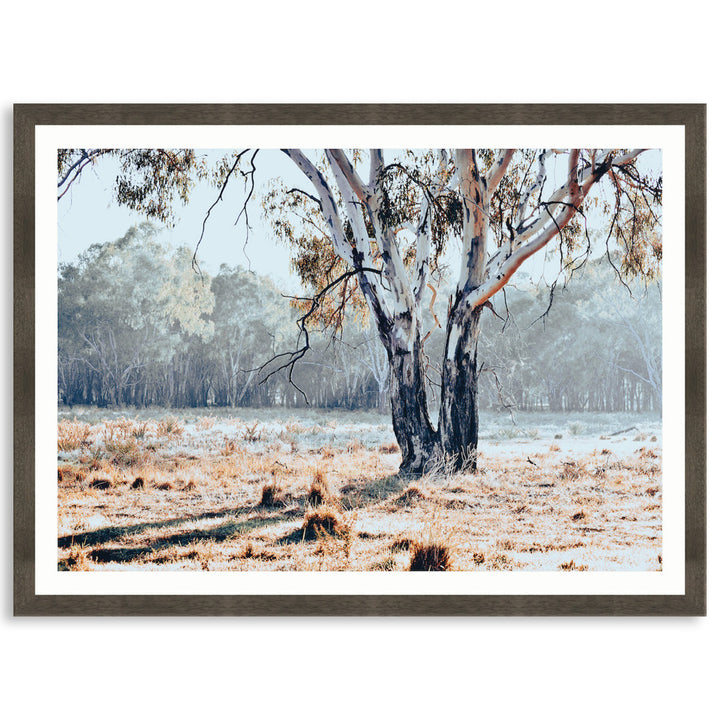 RIVER GUM I - Framed Print